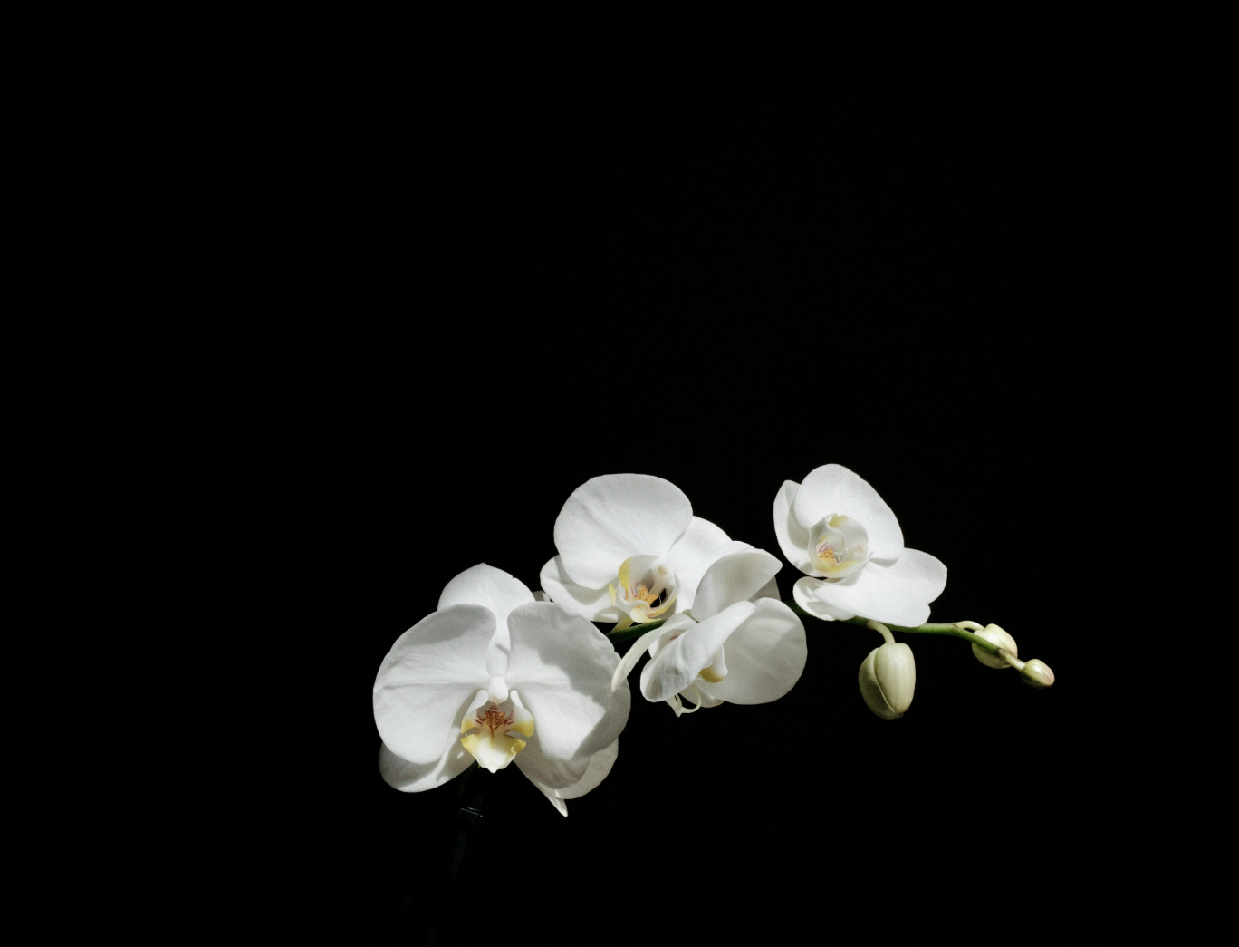 White orchid flowers on dark background